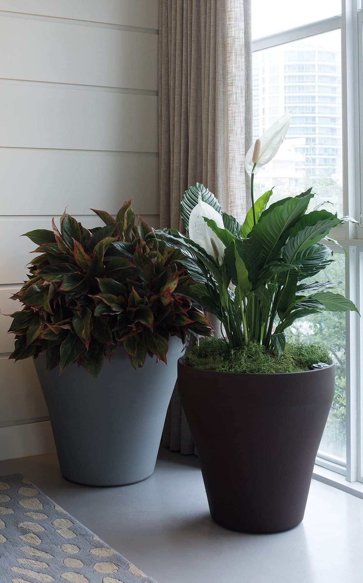 Indoor rim planters bark and slate with houseplants