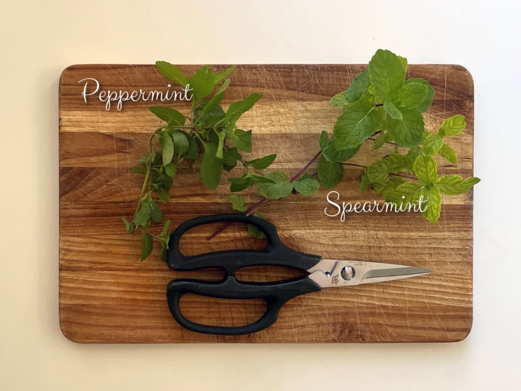 Herbs on the cutting board, ready to be trimmed with scissor.