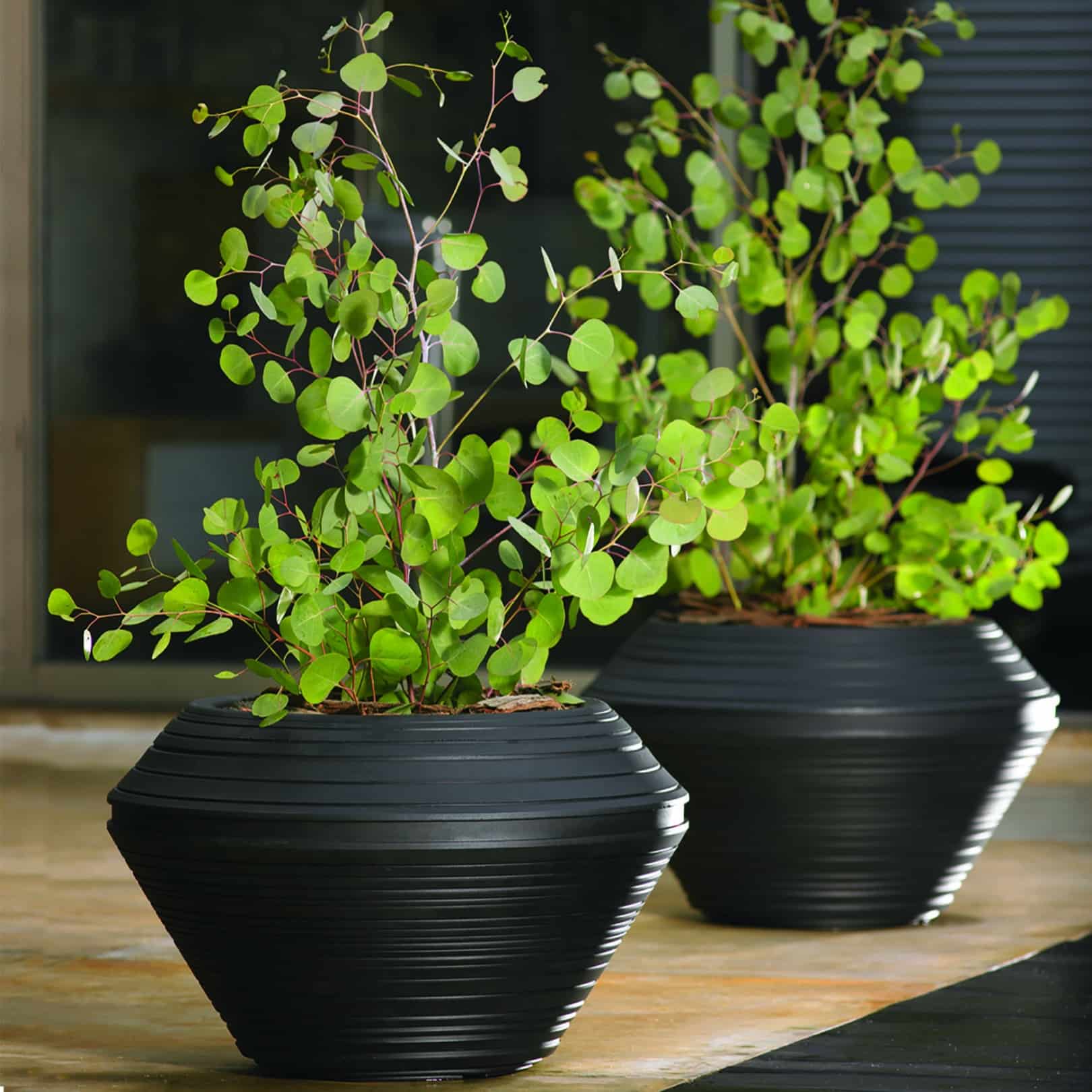 Small Potted Daniel Round Planters