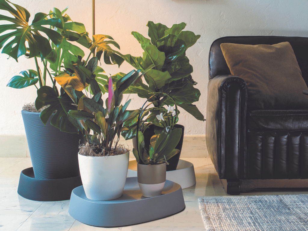 Pebble Plant Caddies in the living room.